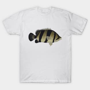 Siamese Tiger Fish T-Shirt